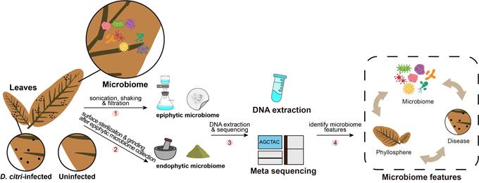 生物所李红叶教授团队在Microbiome发表论文揭示植物叶际微生物组应对病原菌入侵的响应及潜在机制