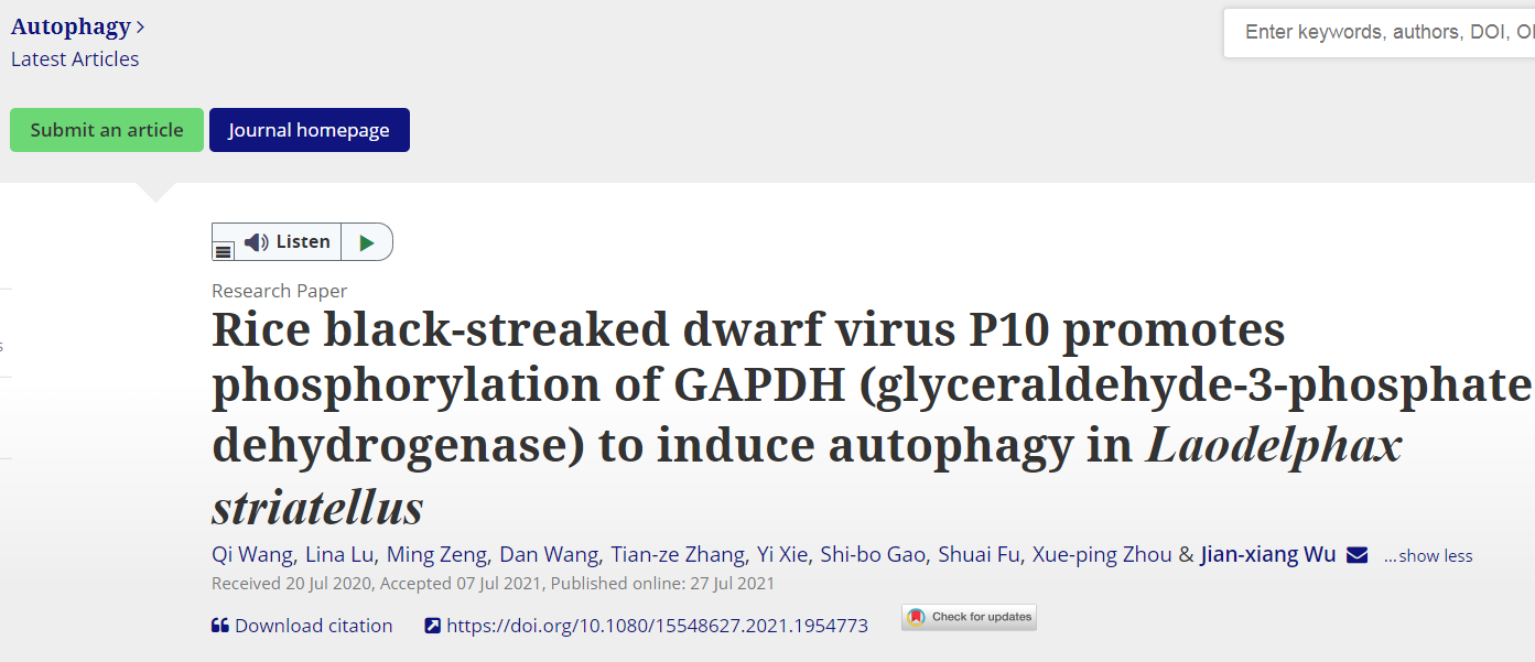 Autophagy： Rice black-streaked dwarf virus P10 promotes phosphorylation of GAPDH (glyceraldehyde-3-phosphate dehydrogenase) to induce autophagy in Laodelphax striatellus