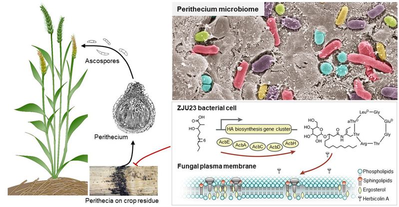 生物所陈云课题组在Nature Microbiology发文揭示生物防治真菌病害新机制