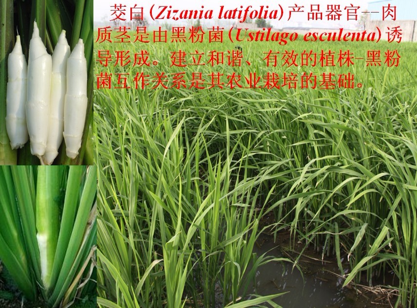茭白