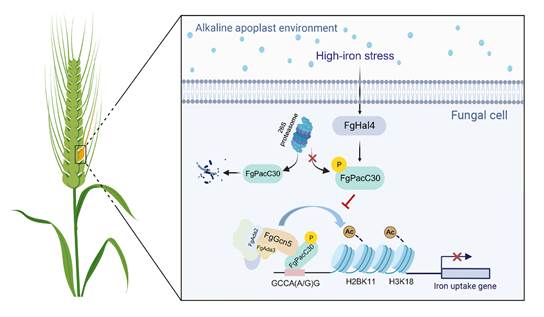 生物所马忠华团队合作发文揭示赤霉病菌适应小麦高铁环境的表观调控新机制