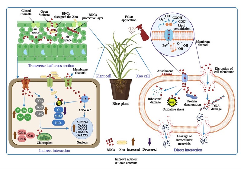 生物所李斌课题组Nano Today揭示纳米防治水稻白叶枯病的新机制