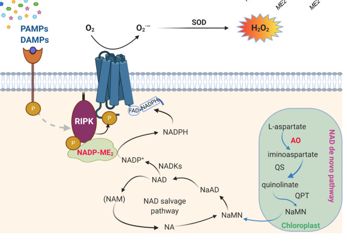 生物所梁岩教授团队在Molecular Plant发文解析ROS信号调控新机制